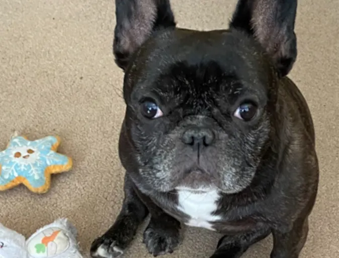 Black pug named Bella Black pug named Bella