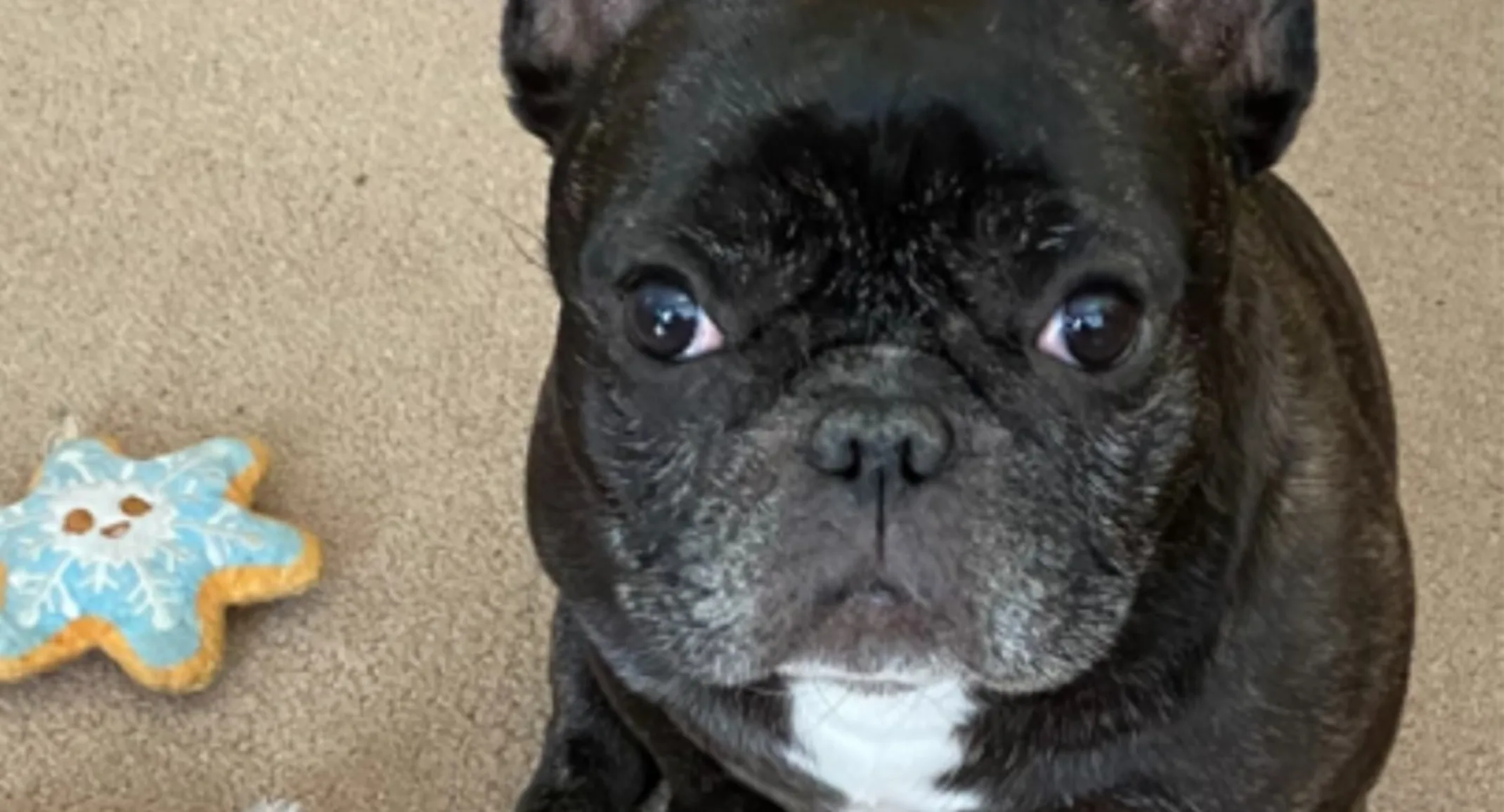 Black pug named Bella Black pug named Bella