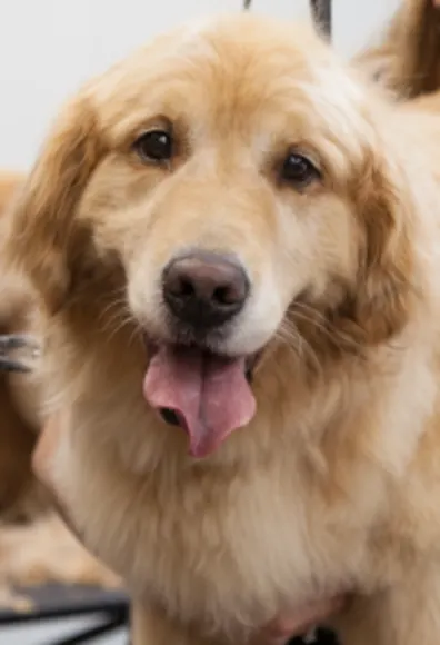 dog with tongue out dog with tongue out