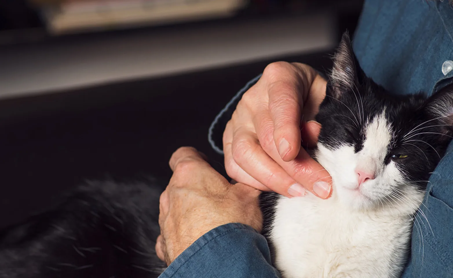 A cat snuggling with a person A cat snuggling with a person