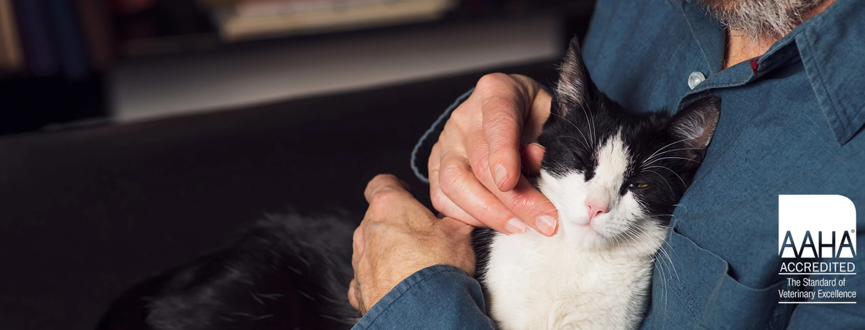 A cat snuggling with a person