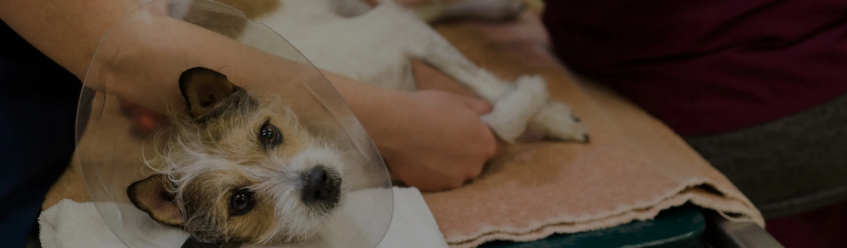 Tan and white dog laying down on orange towel with a cone on