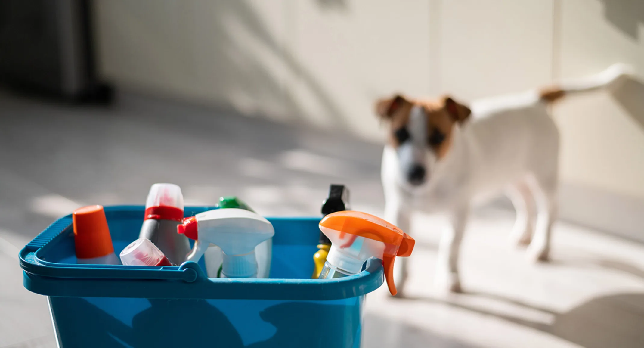 Dog next to a bucket of cleaning supplies Dog next to a bucket of cleaning supplies