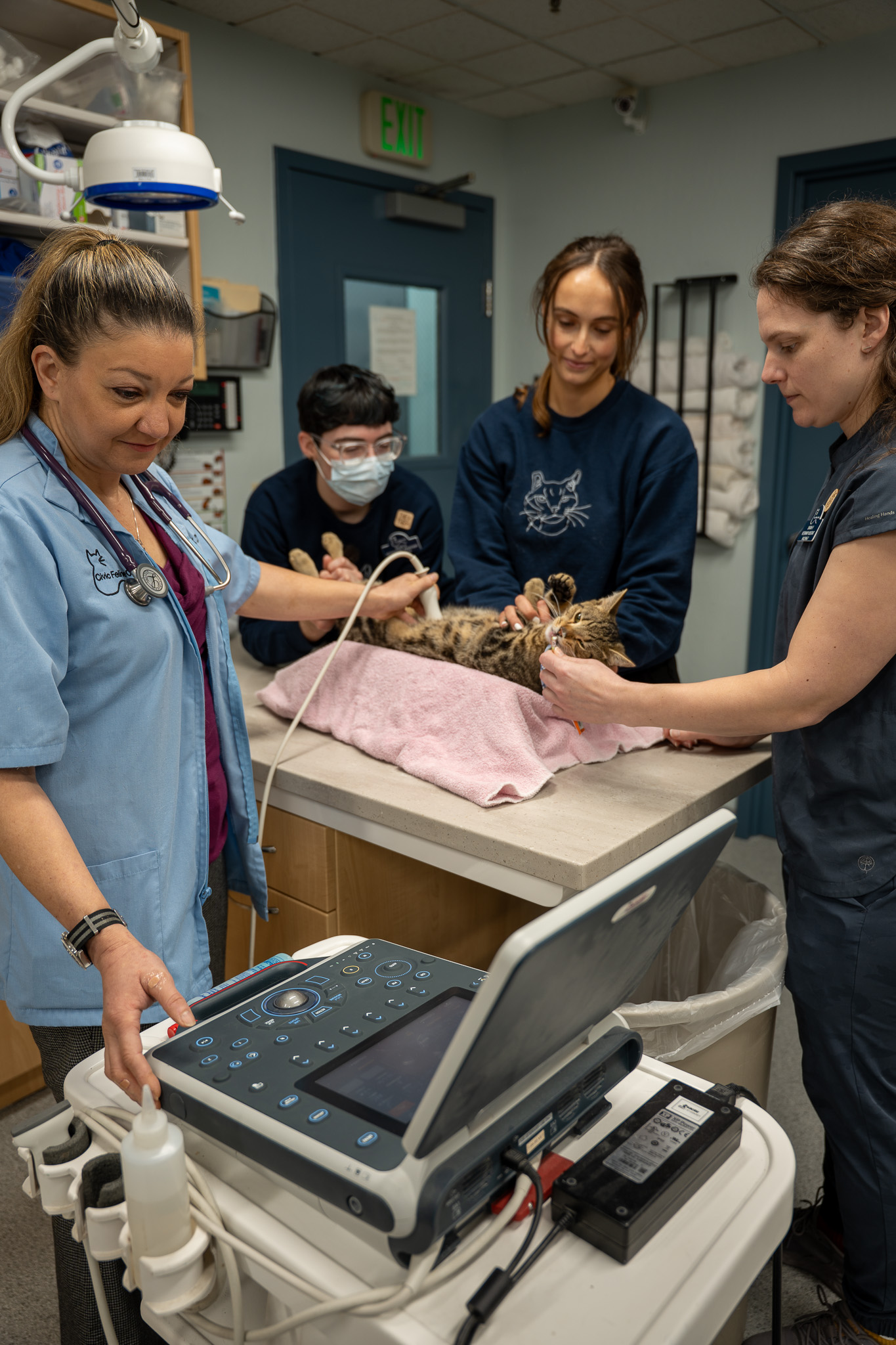 Veterinary team performing an ultrasound