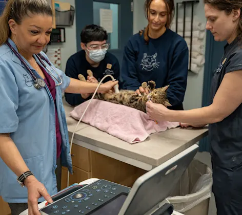 Veterinary team performing an ultrasound Veterinary team performing an ultrasound