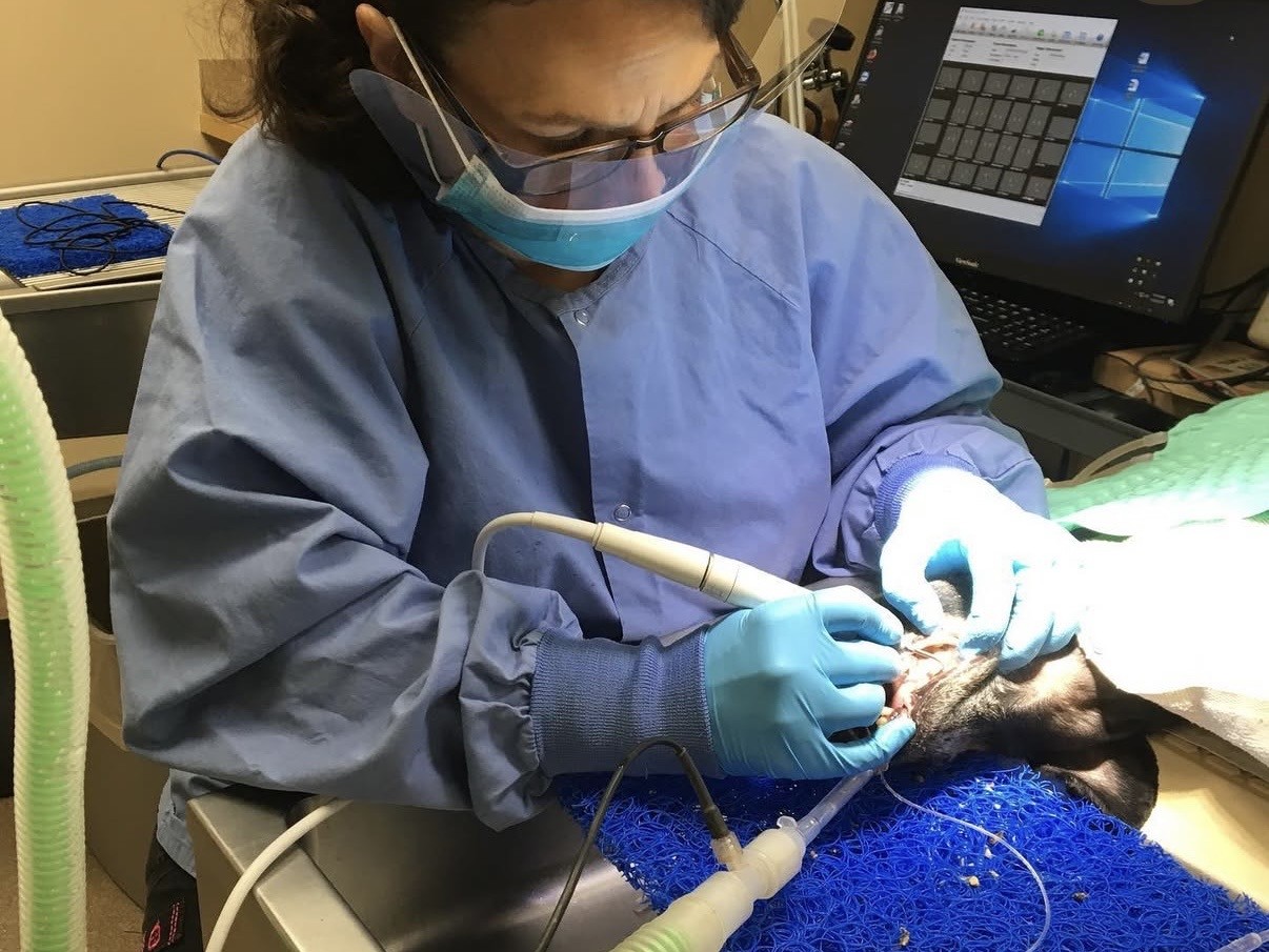 Veterinarian cleaning a dog's teeth
