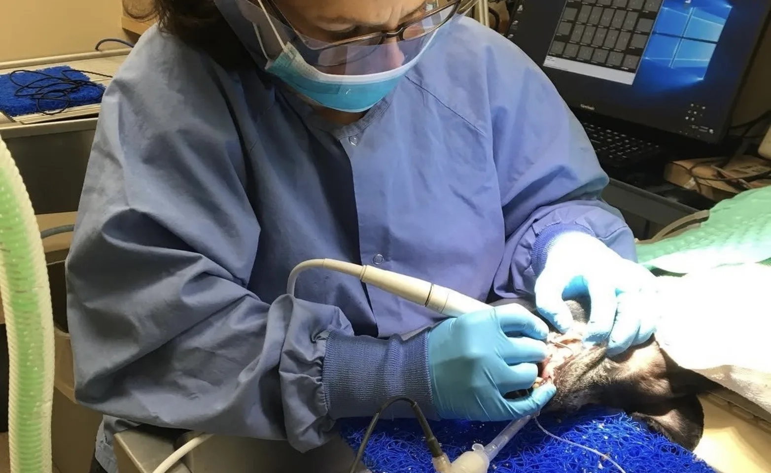 Veterinarian cleaning a dog's teeth Veterinarian cleaning a dog's teeth