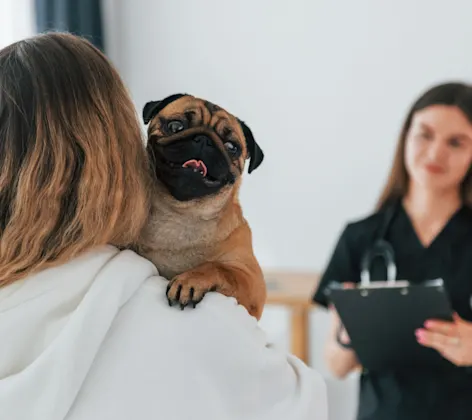Veterinarian Talking with Client Holding a Pug (Dog) Veterinarian Talking with Client Holding a Pug (Dog)