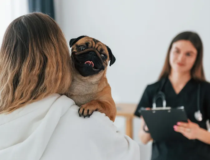Veterinarian Talking with Client Holding a Pug (Dog) Veterinarian Talking with Client Holding a Pug (Dog)