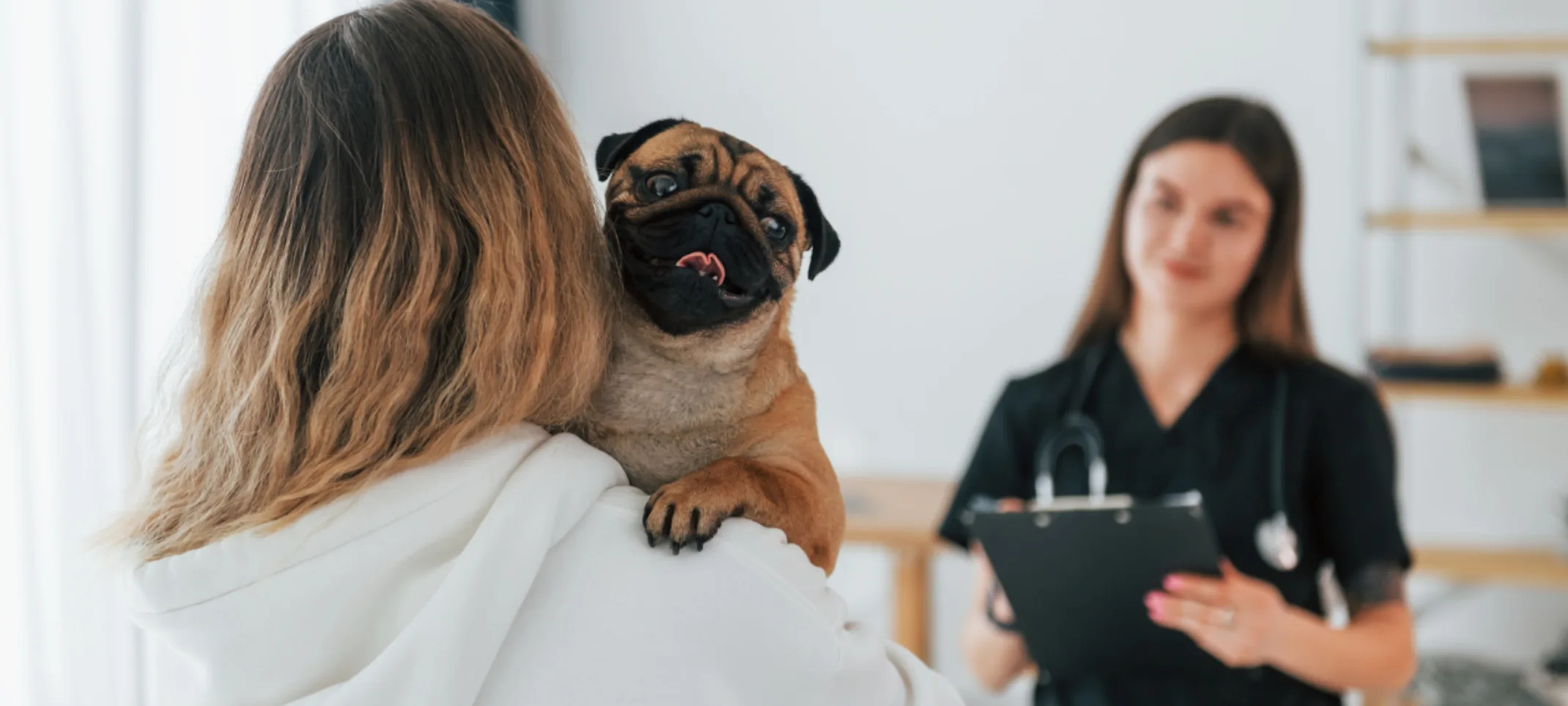 Veterinarian Talking with Client Holding a Pug (Dog) Veterinarian Talking with Client Holding a Pug (Dog)