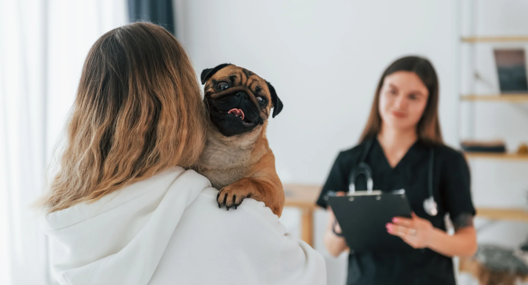 Veterinarian Talking with Client Holding a Pug (Dog) Veterinarian Talking with Client Holding a Pug (Dog)