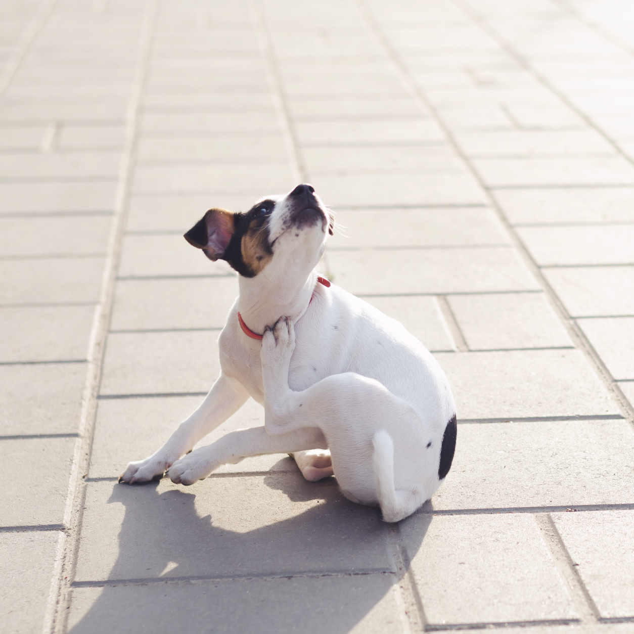 Small dog scratching itself