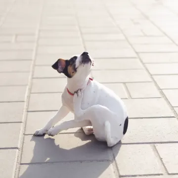 Small dog scratching itself