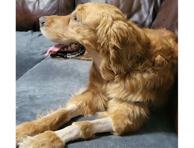 Bella the Golden Retriever with shaved spots on her legs