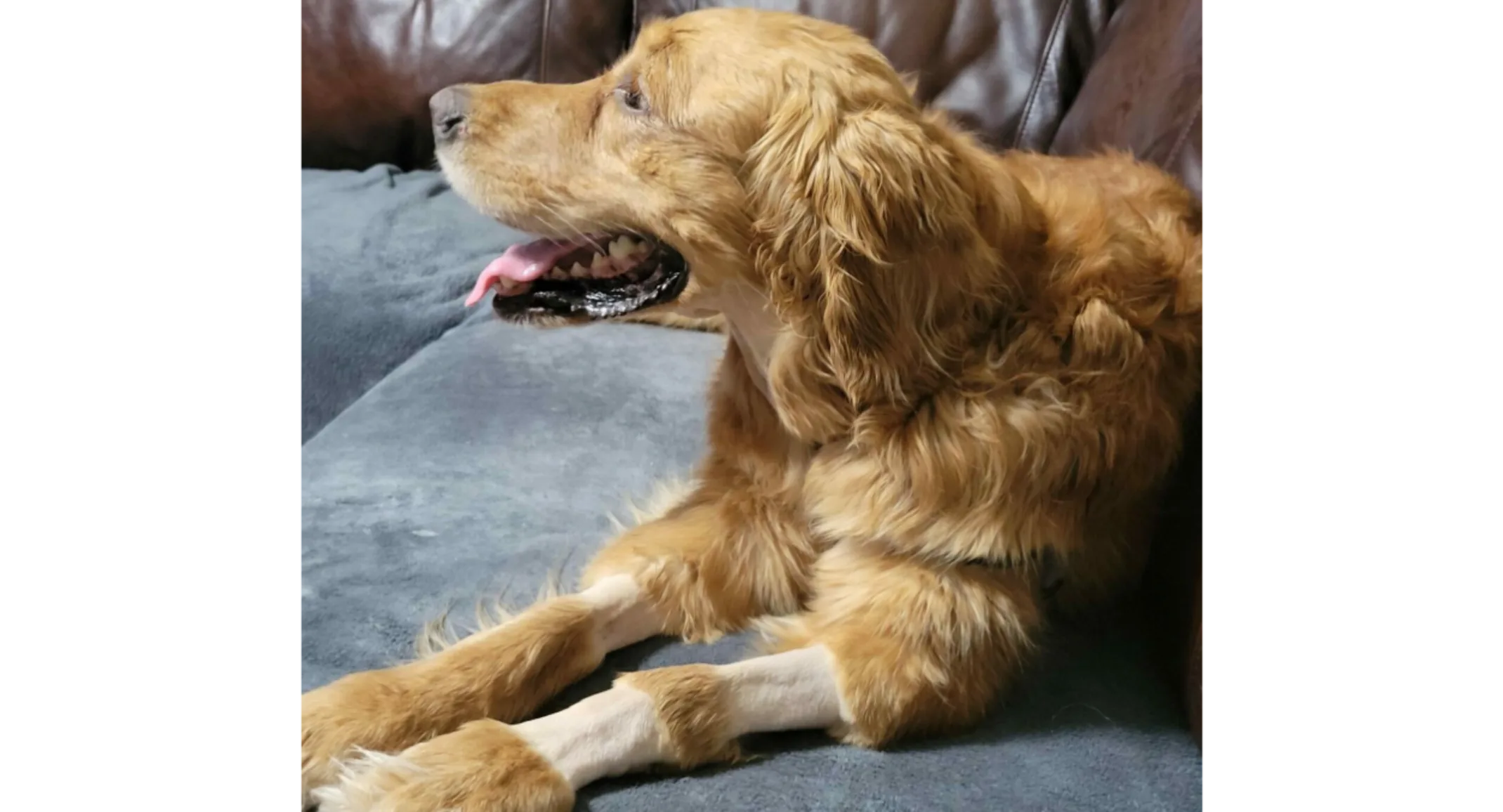 Bella the Golden Retriever with shaved spots on her legs