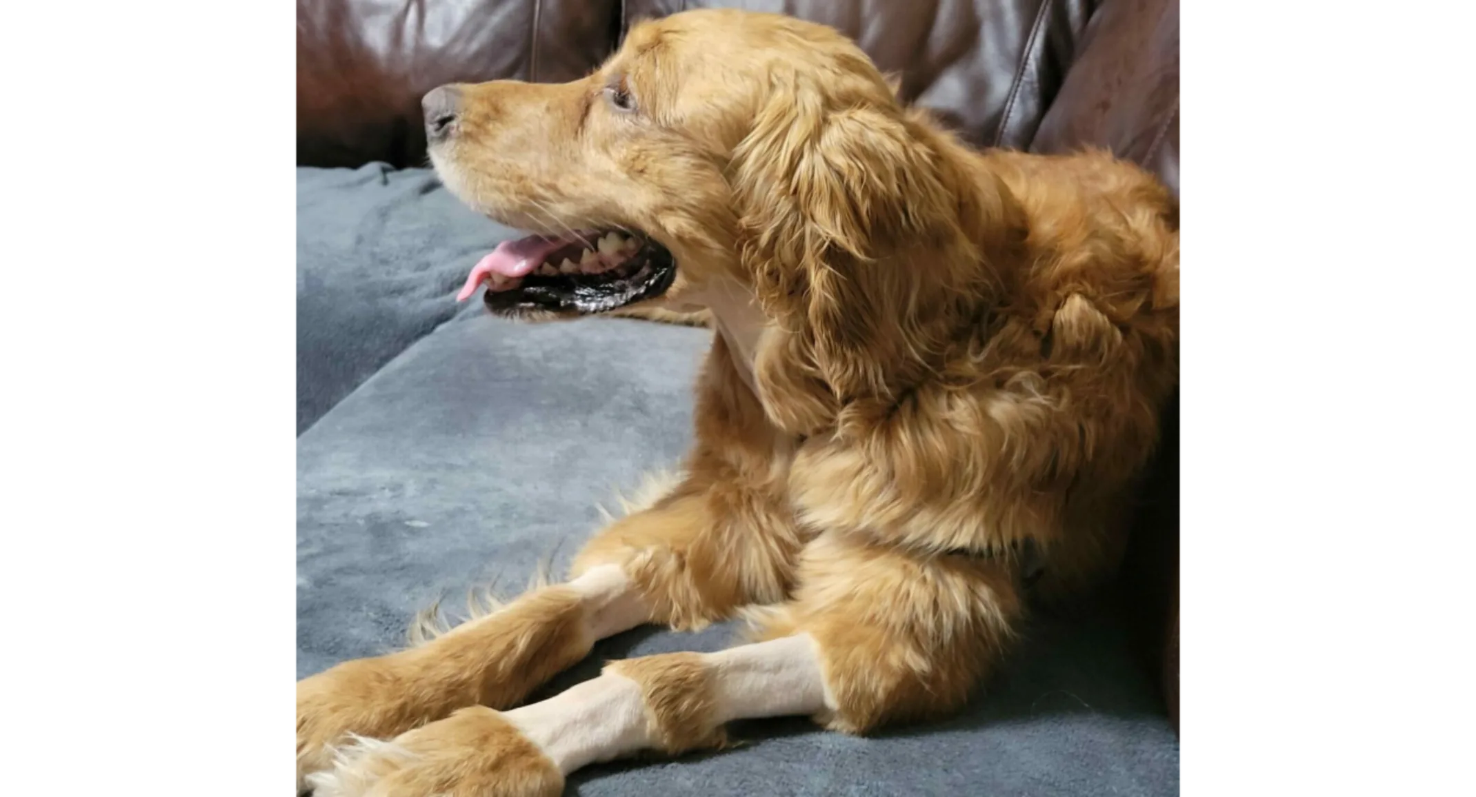 Bella the Golden Retriever with shaved spots on her legs Bella the Golden Retriever with shaved spots on her legs