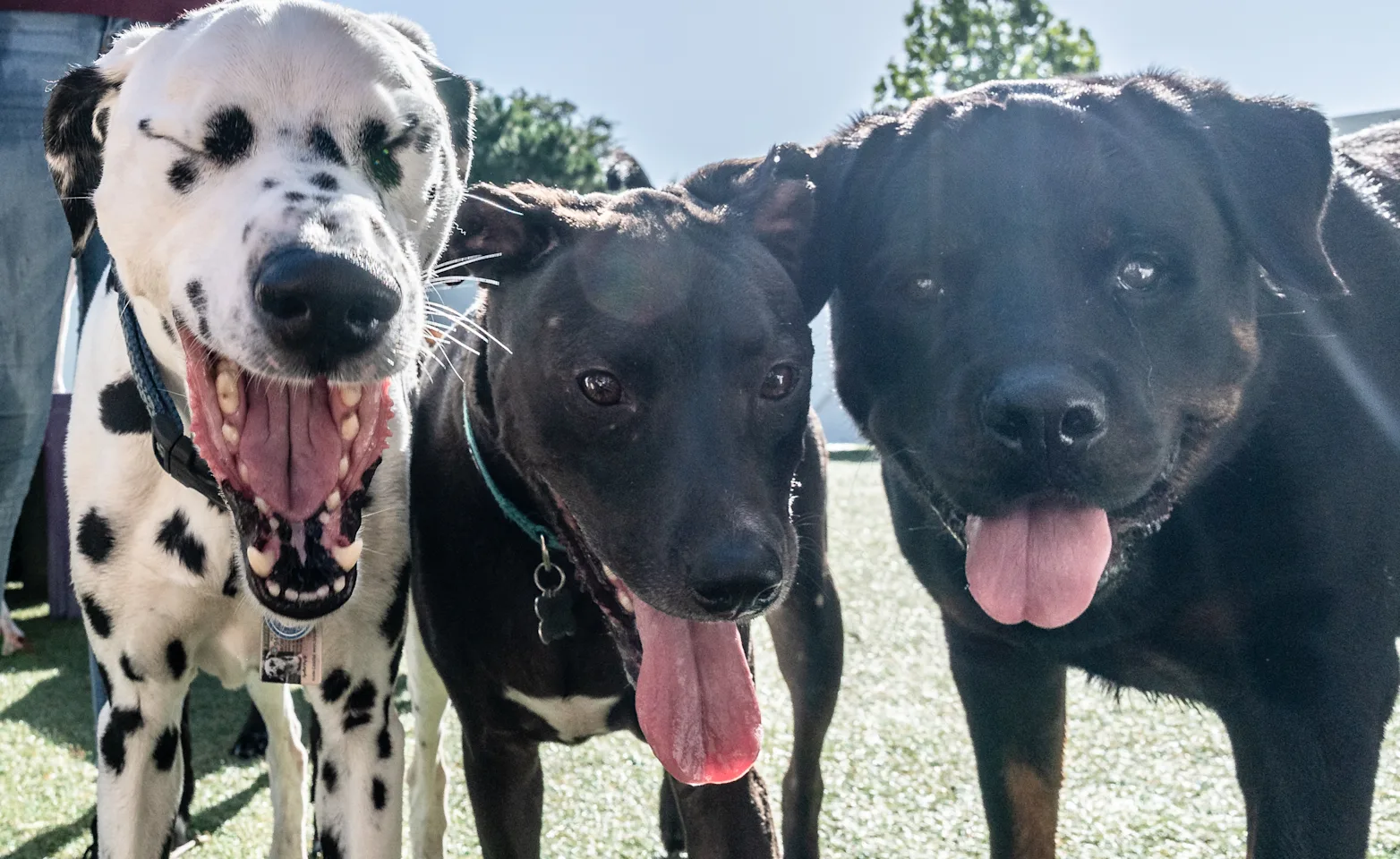 3 dogs up close looking into the camera with their mouths open.