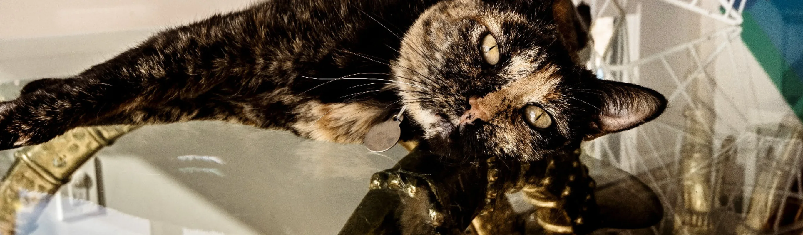 An image of a cat laying on a glass table