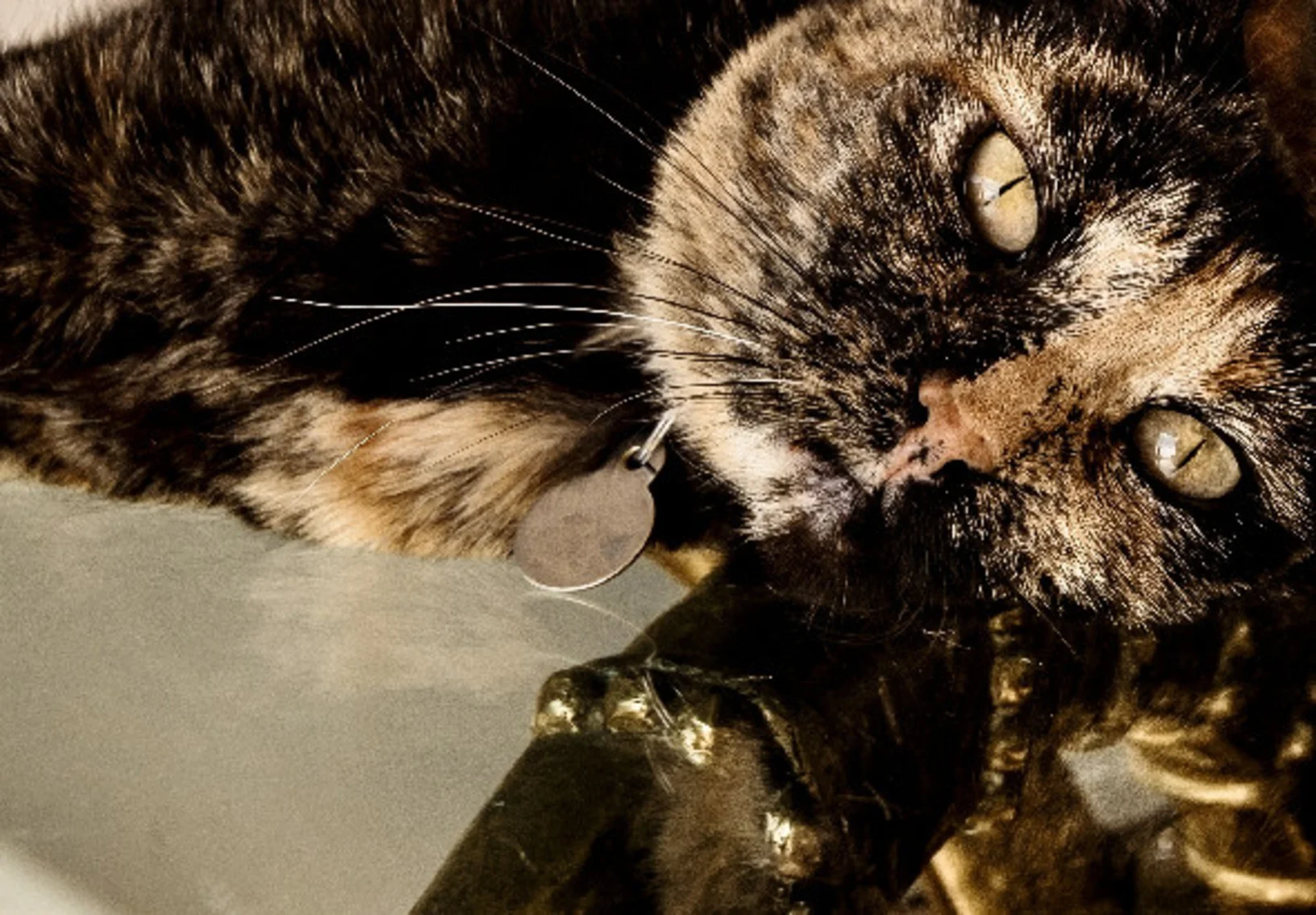 An image of a cat laying on a glass table An image of a cat laying on a glass table