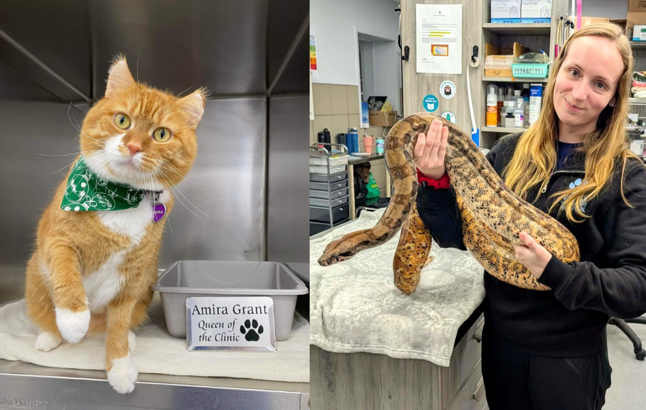 A cat posing and a staff holding a snake at Valley Veterinary Hospital
