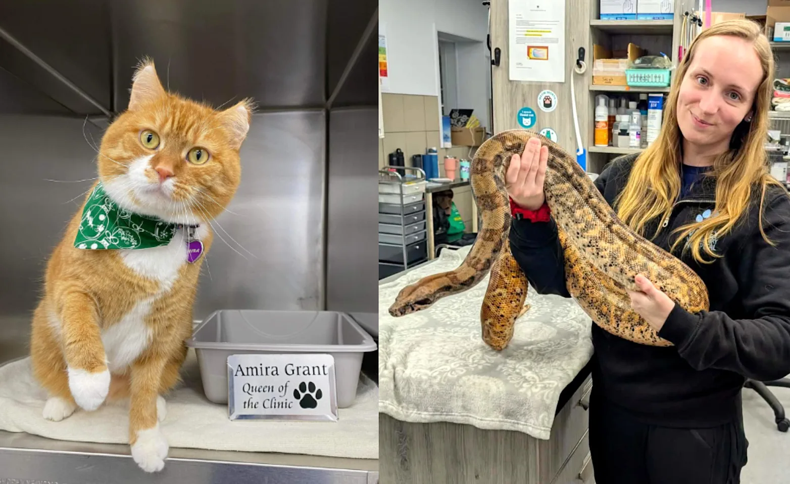 A cat posing and a staff holding a snake at Valley Veterinary Hospital A cat posing and a staff holding a snake at Valley Veterinary Hospital