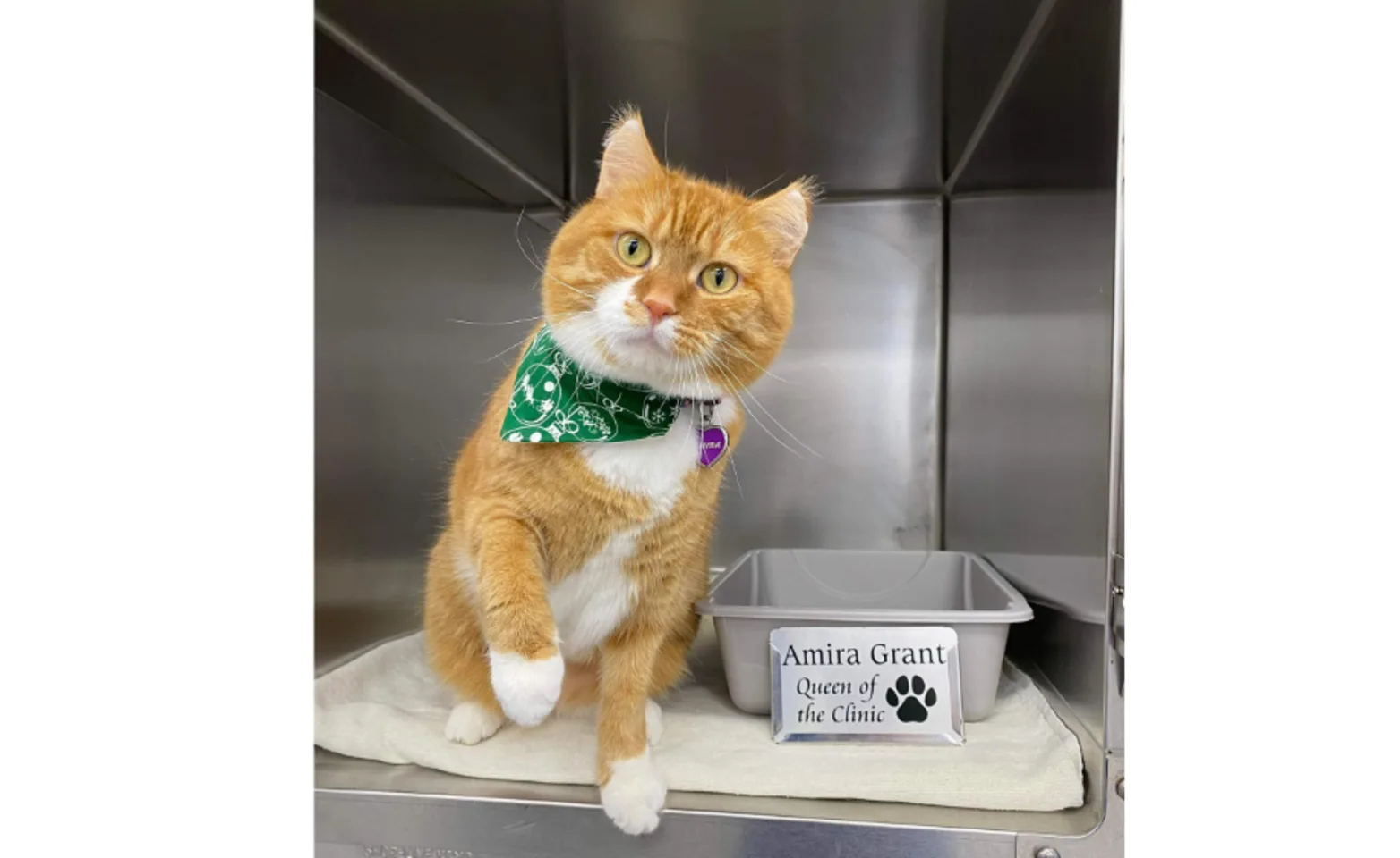 A cat posing at Valley Veterinary Hospital A cat posing at Valley Veterinary Hospital
