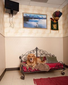 Golden Retriever sitting on large royal bed in luxury suite.
