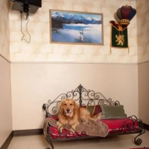 Golden Retriever sitting on large royal bed in luxury suite.