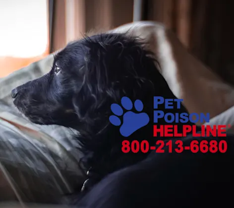 BLACK DOG LOOKING OUT WINDOW BLACK DOG LOOKING OUT WINDOW