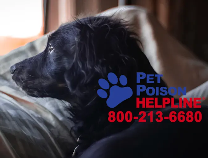 BLACK DOG LOOKING OUT WINDOW BLACK DOG LOOKING OUT WINDOW