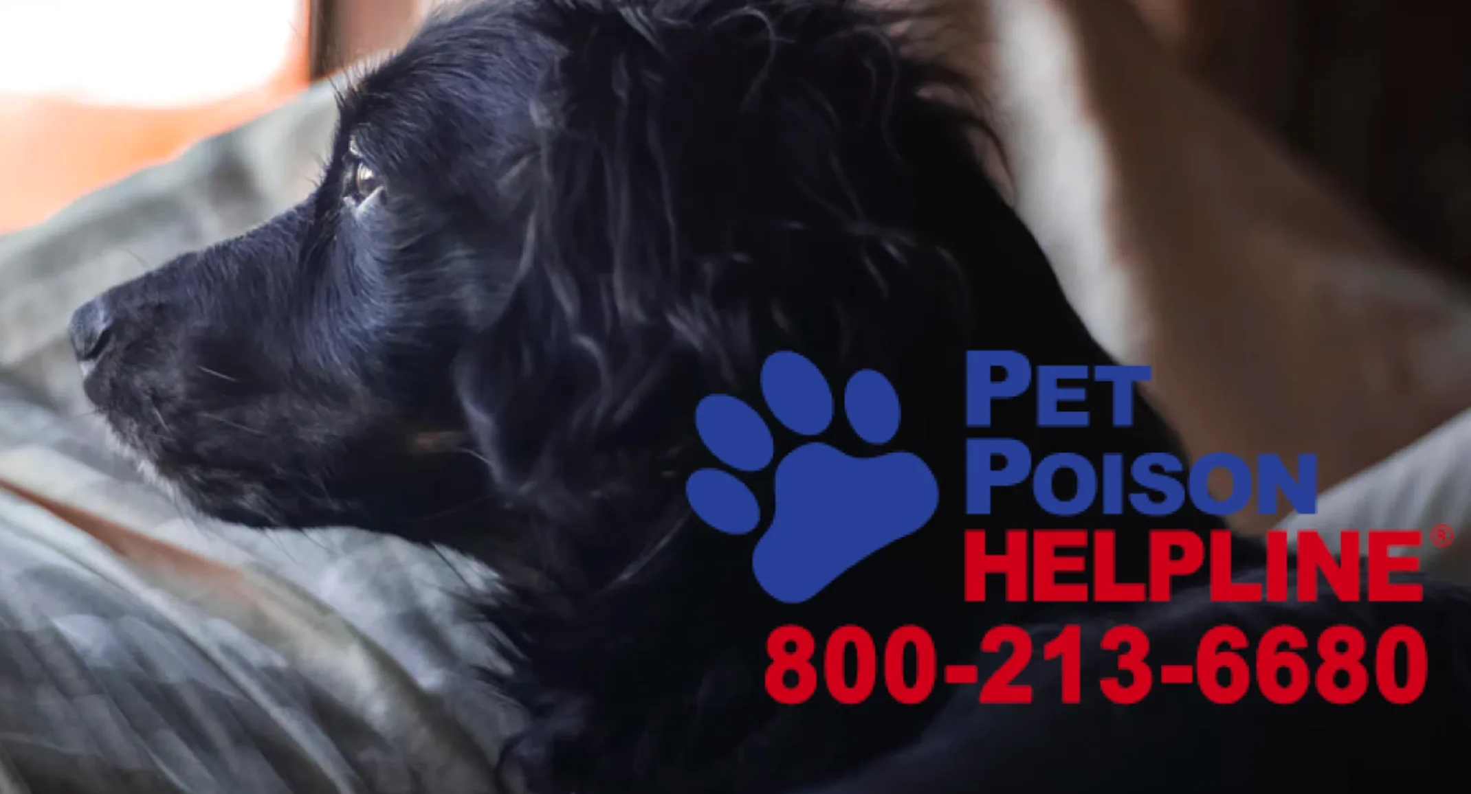 BLACK DOG LOOKING OUT WINDOW BLACK DOG LOOKING OUT WINDOW