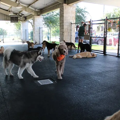 Dogs in shaded play area with staff.