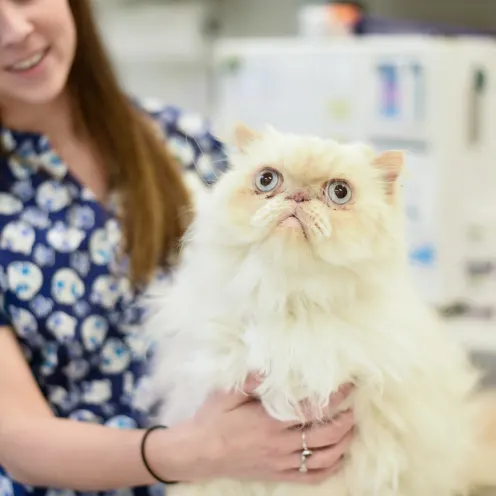 Cat receiving loving care at Mundelein Animal Hospital