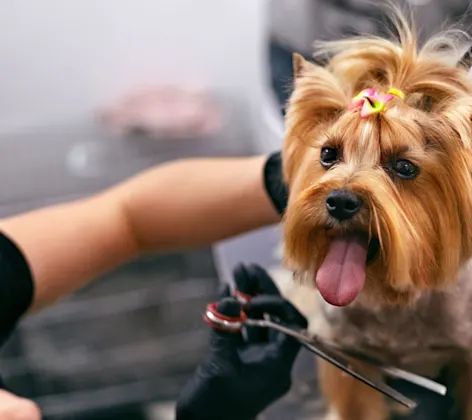 Dog being groomed Dog being groomed