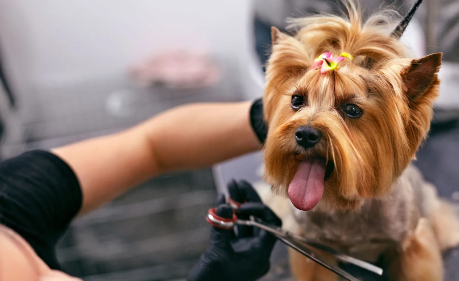 Dog being groomed