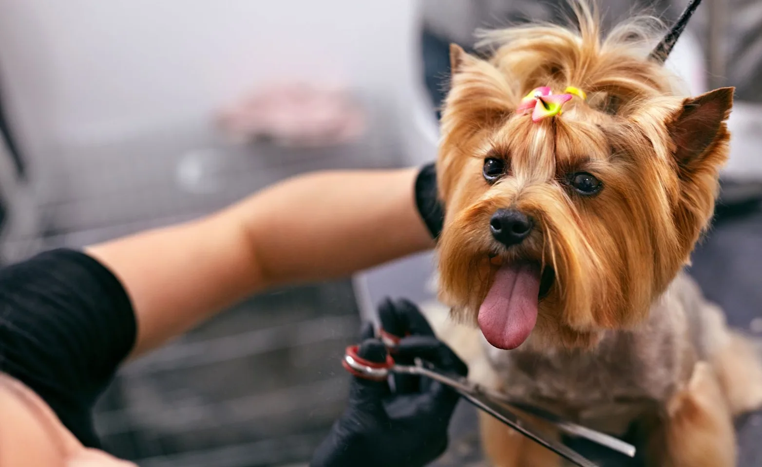 Dog being groomed