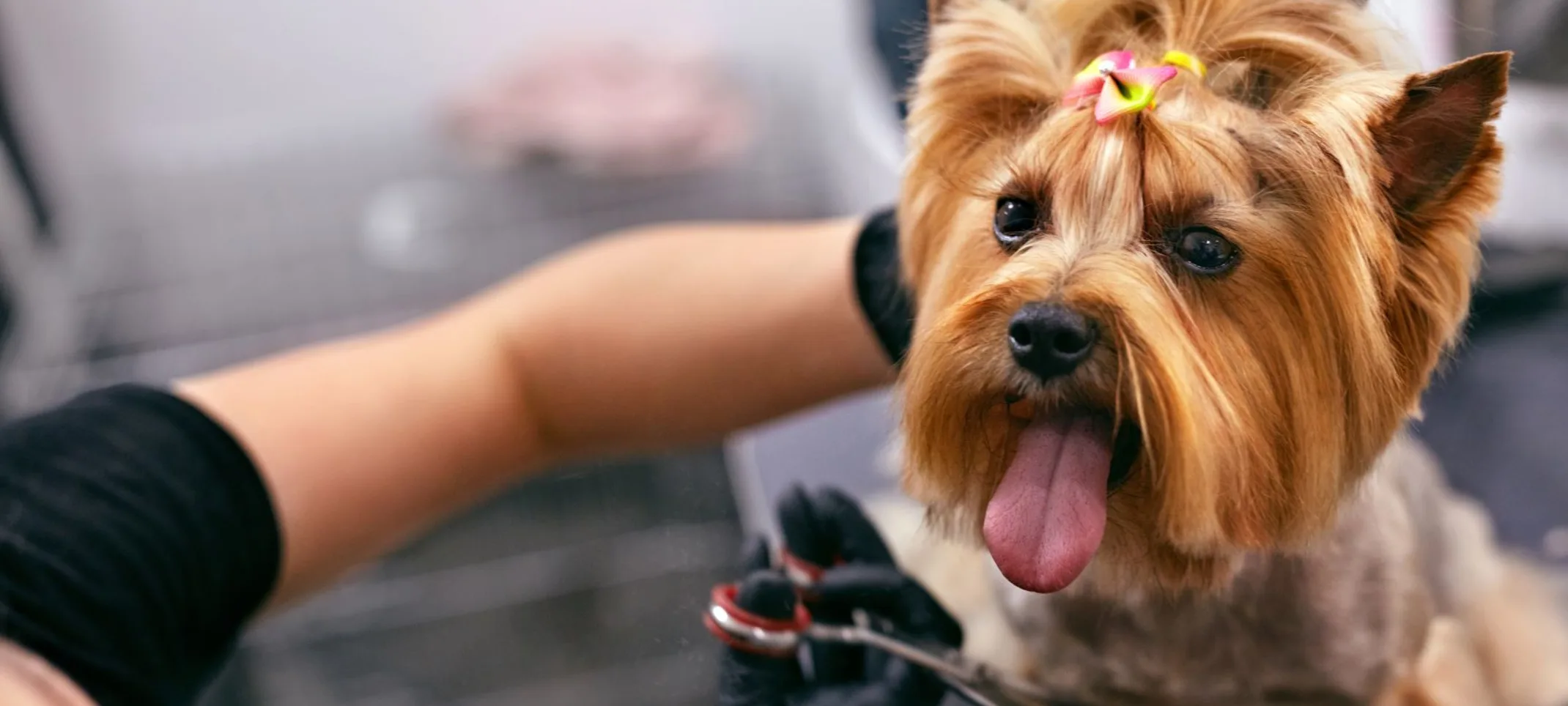 Dog being groomed