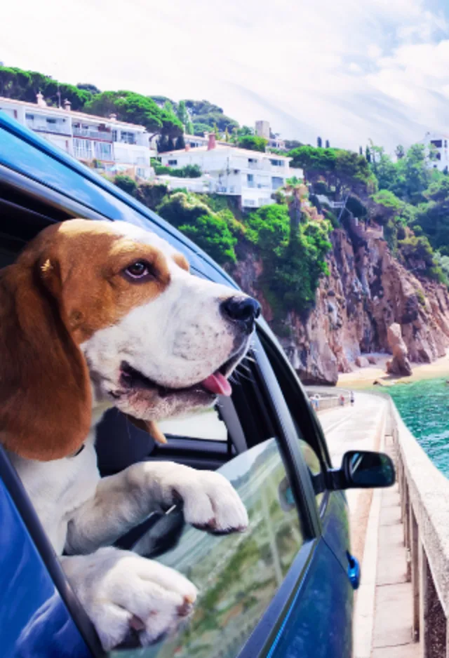 Dog Looking Out Car Window Dog Looking Out Car Window