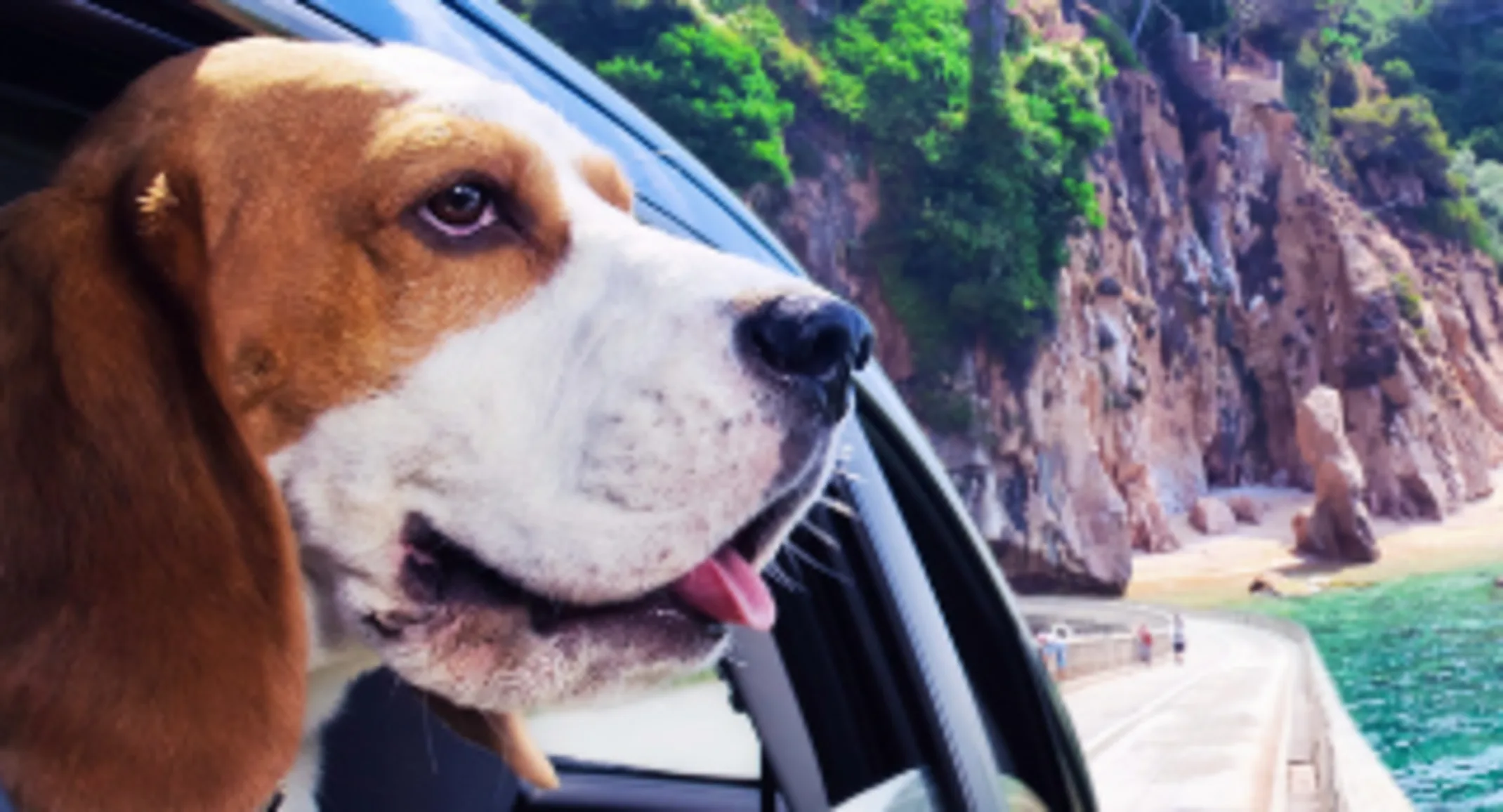 Dog Looking Out Car Window Dog Looking Out Car Window