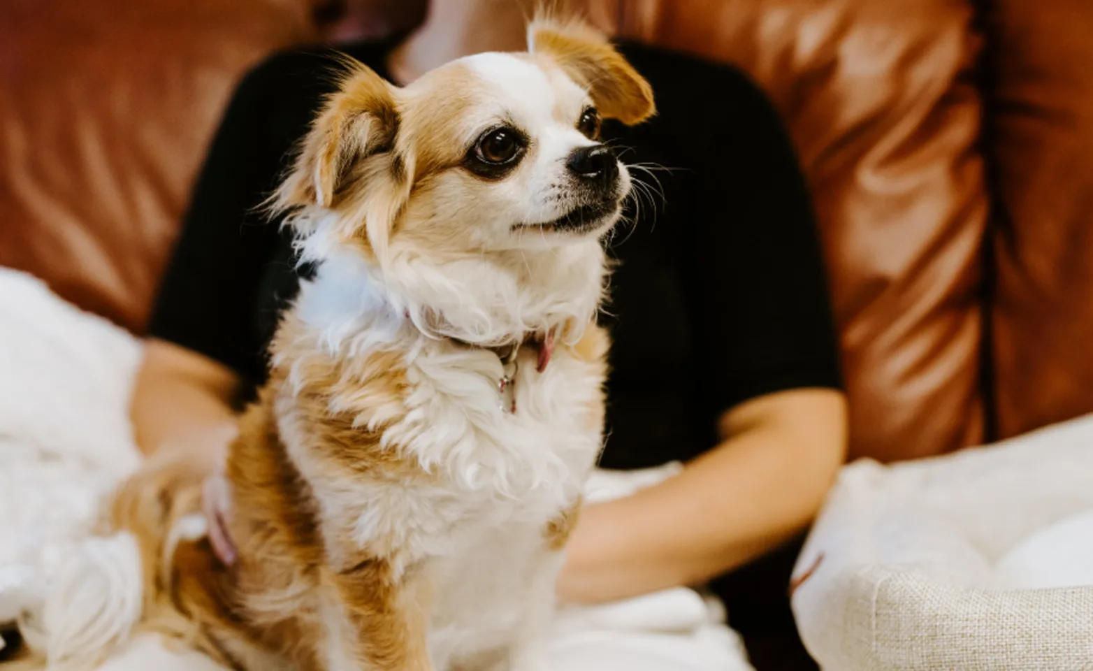White and Tan dog on lap at Overland Veterinary Clinic White and Tan dog on lap at Overland Veterinary Clinic