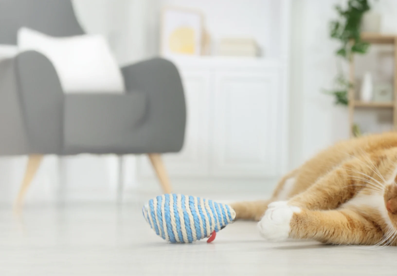 Orange Cat Playing with Blue Striped Mouse Toy Orange Cat Playing with Blue Striped Mouse Toy