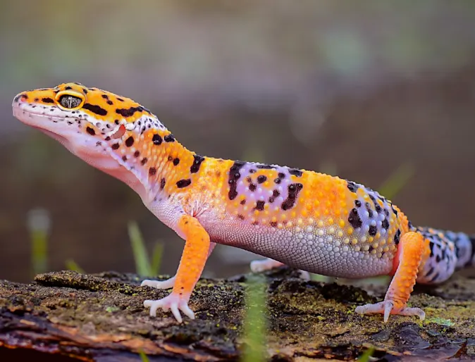 A Leopard Gecko on a Branch A Leopard Gecko on a Branch