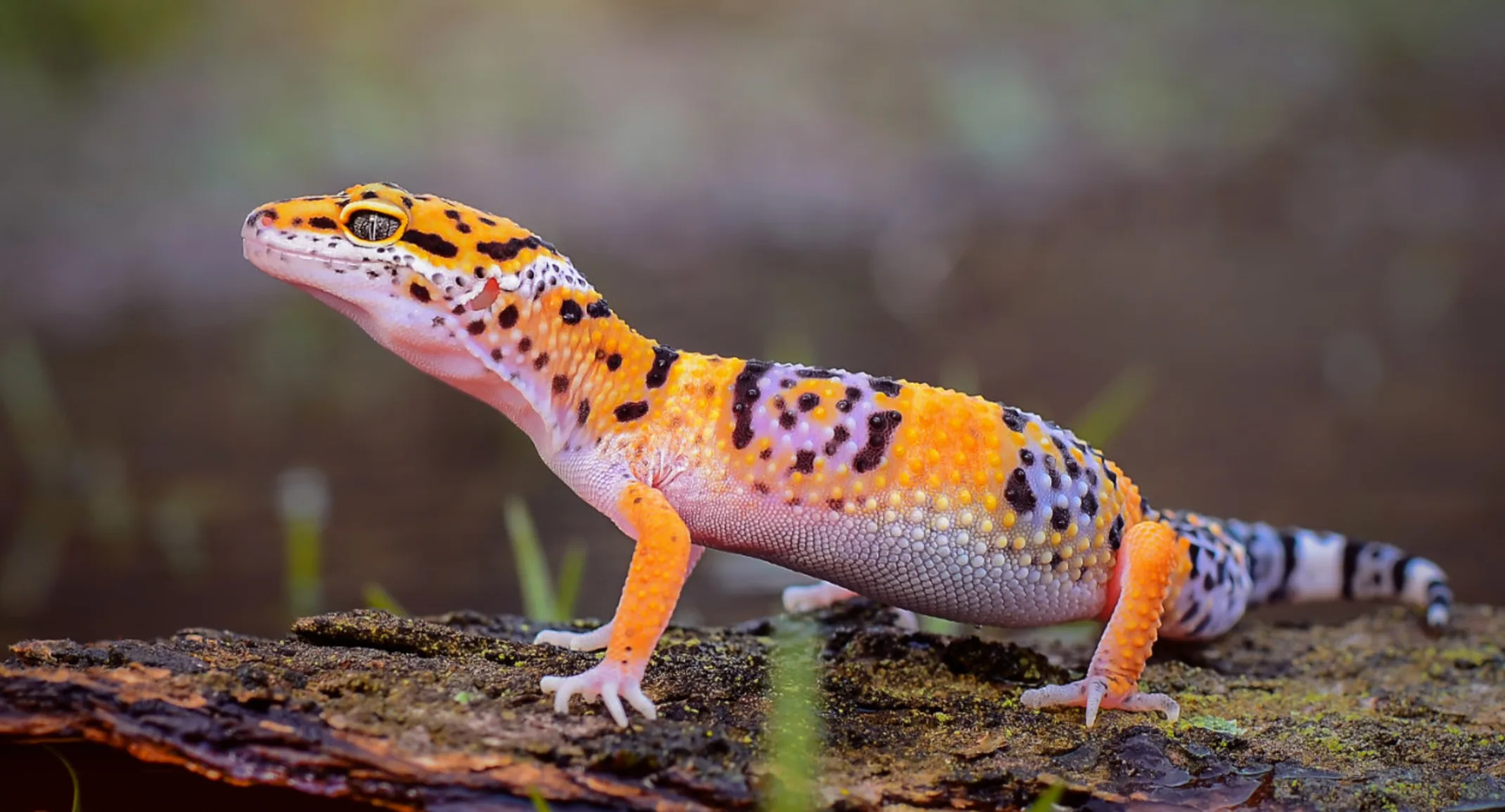 A Leopard Gecko on a Branch A Leopard Gecko on a Branch