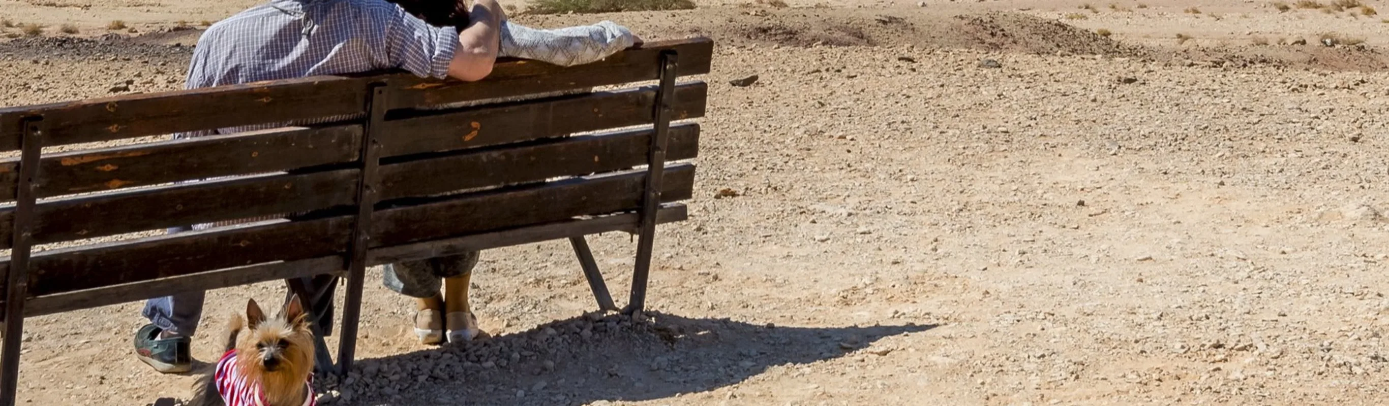 Man and woman sitting on bench looking out at the desert with their dog