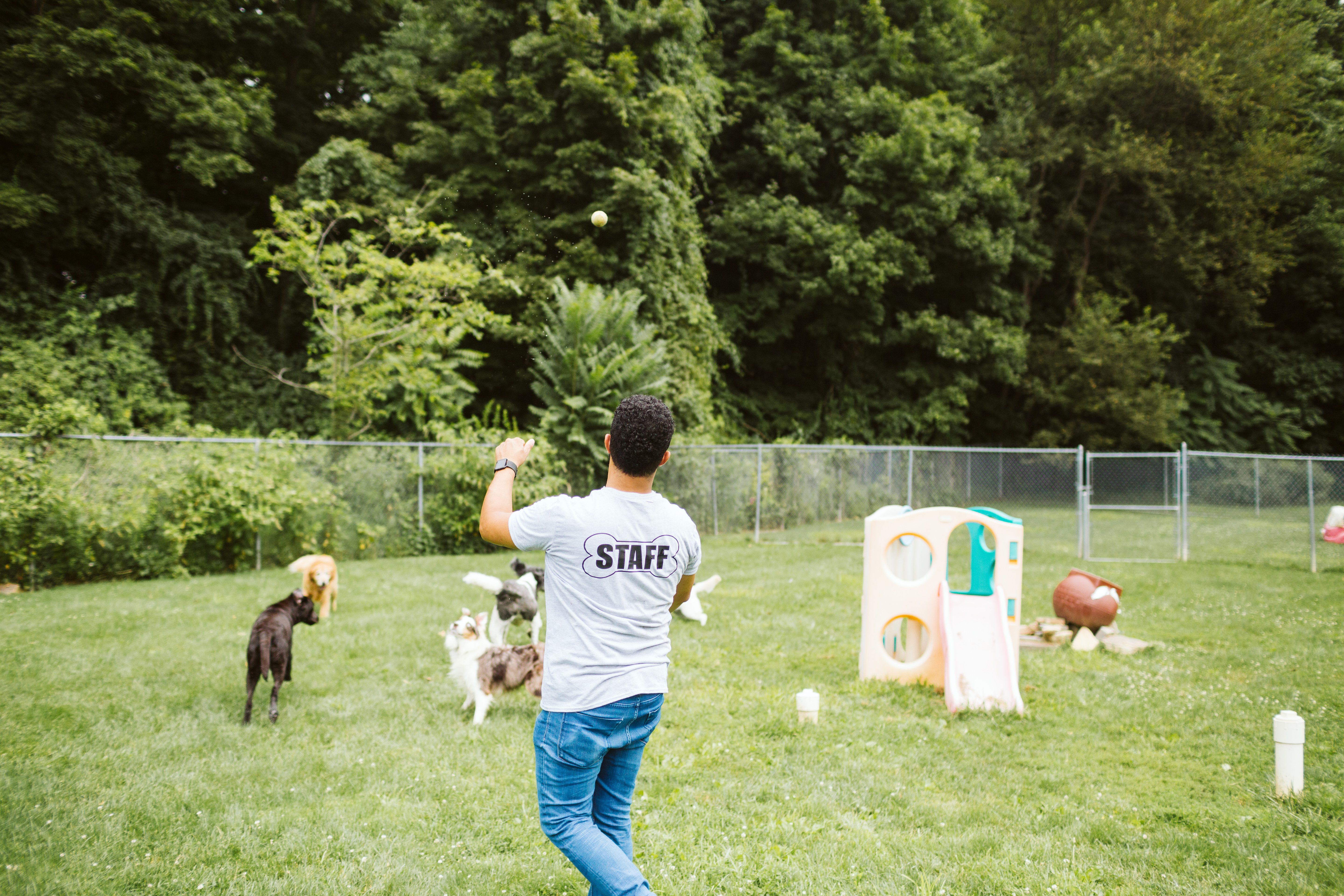 The Pet Spa & Resort Play area outside. Staff member playing catch with several dogs in their yard. There's a plastic slide in the background. 