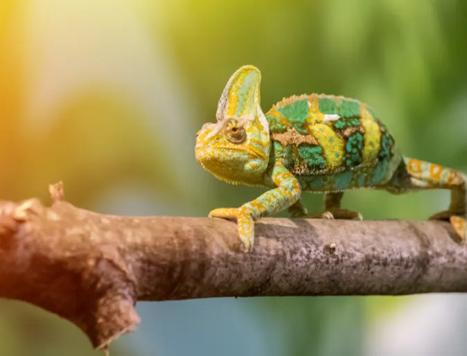 Bright green chameleon walking on branch.