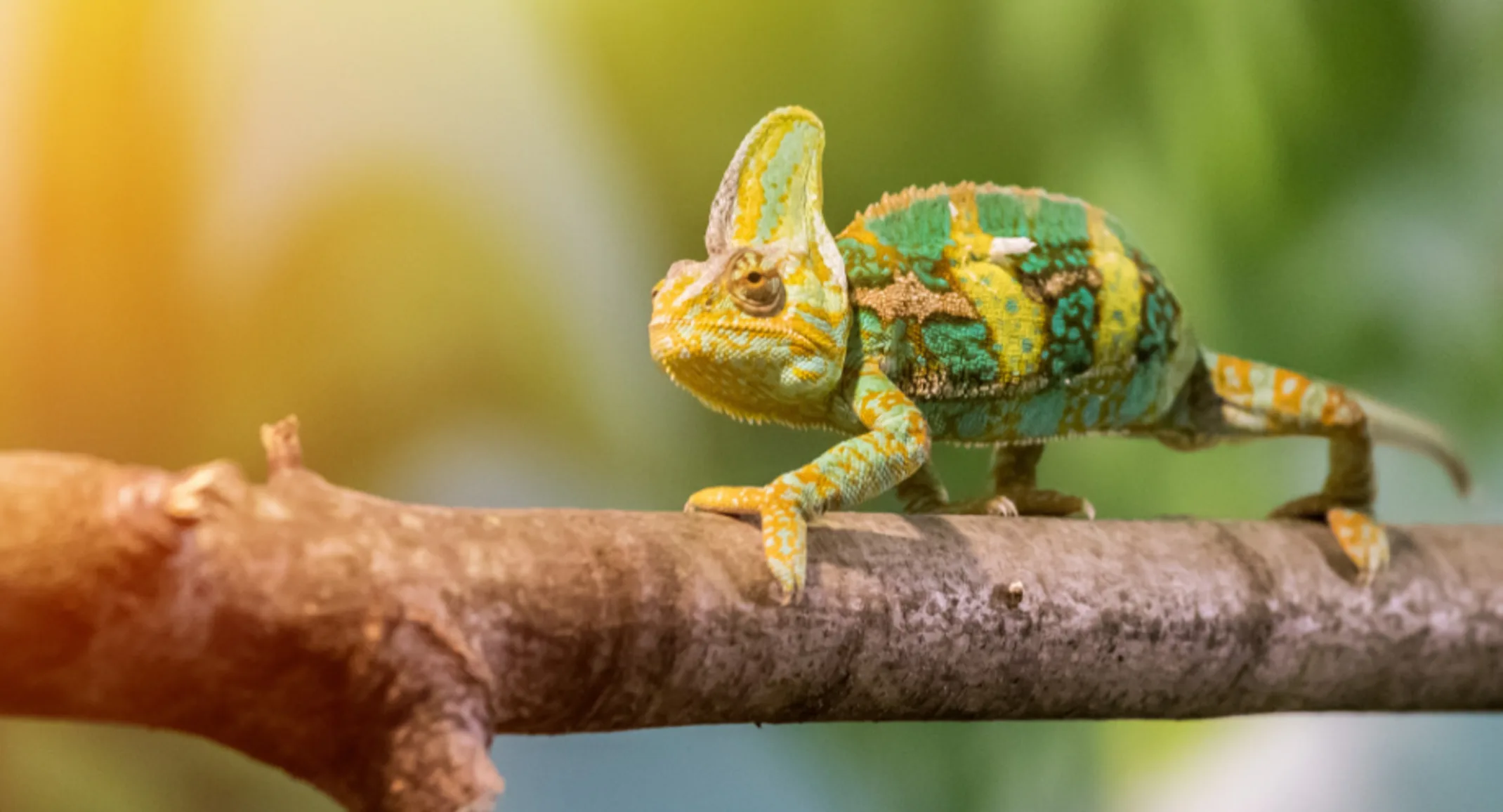 Bright green chameleon walking on branch. Bright green chameleon walking on branch.