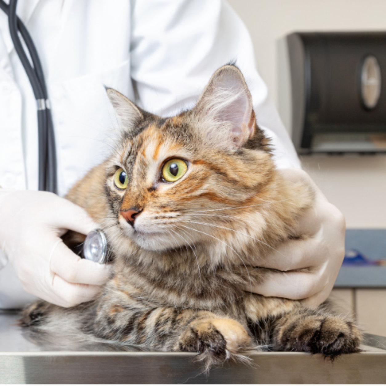 Calcio cat being examined with a stethoscope by a Veterinarian