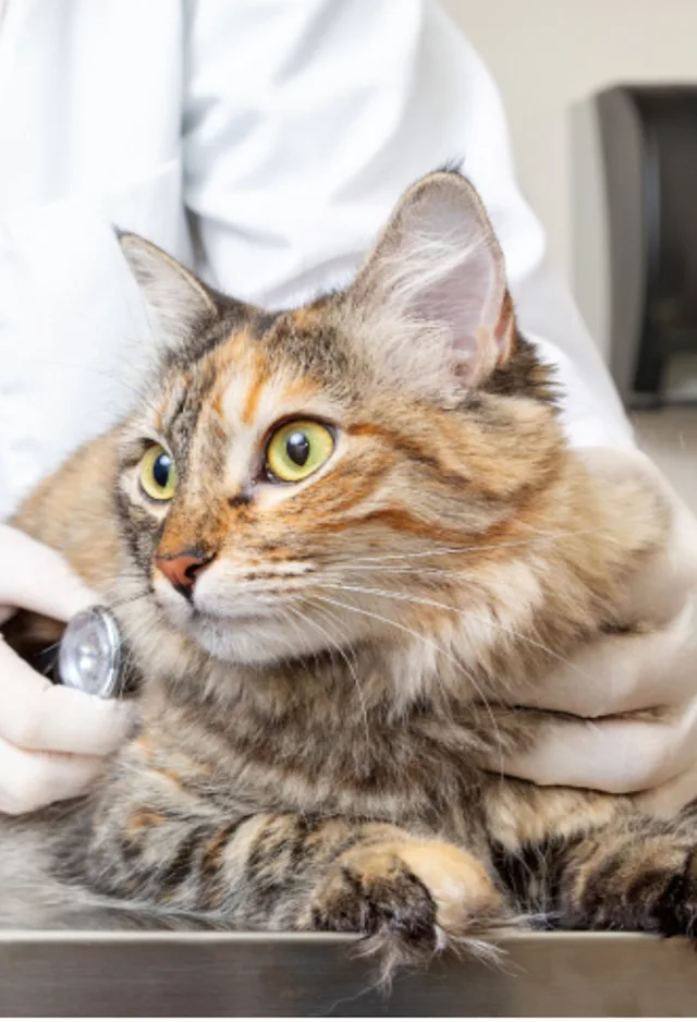 Calcio cat being examined with a stethoscope by a Veterinarian Calcio cat being examined with a stethoscope by a Veterinarian