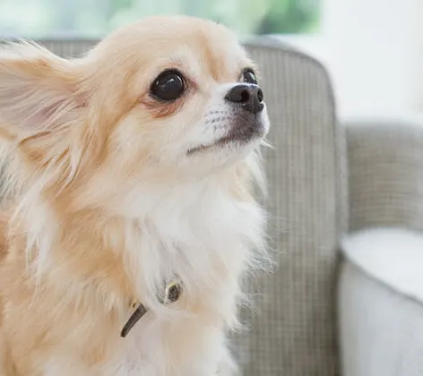 Small long haired Chihuahua standing on couch Small long haired Chihuahua standing on couch